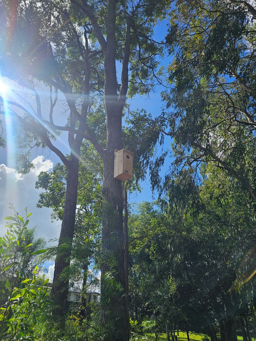 Wing Haven box on a rough-barked trunk