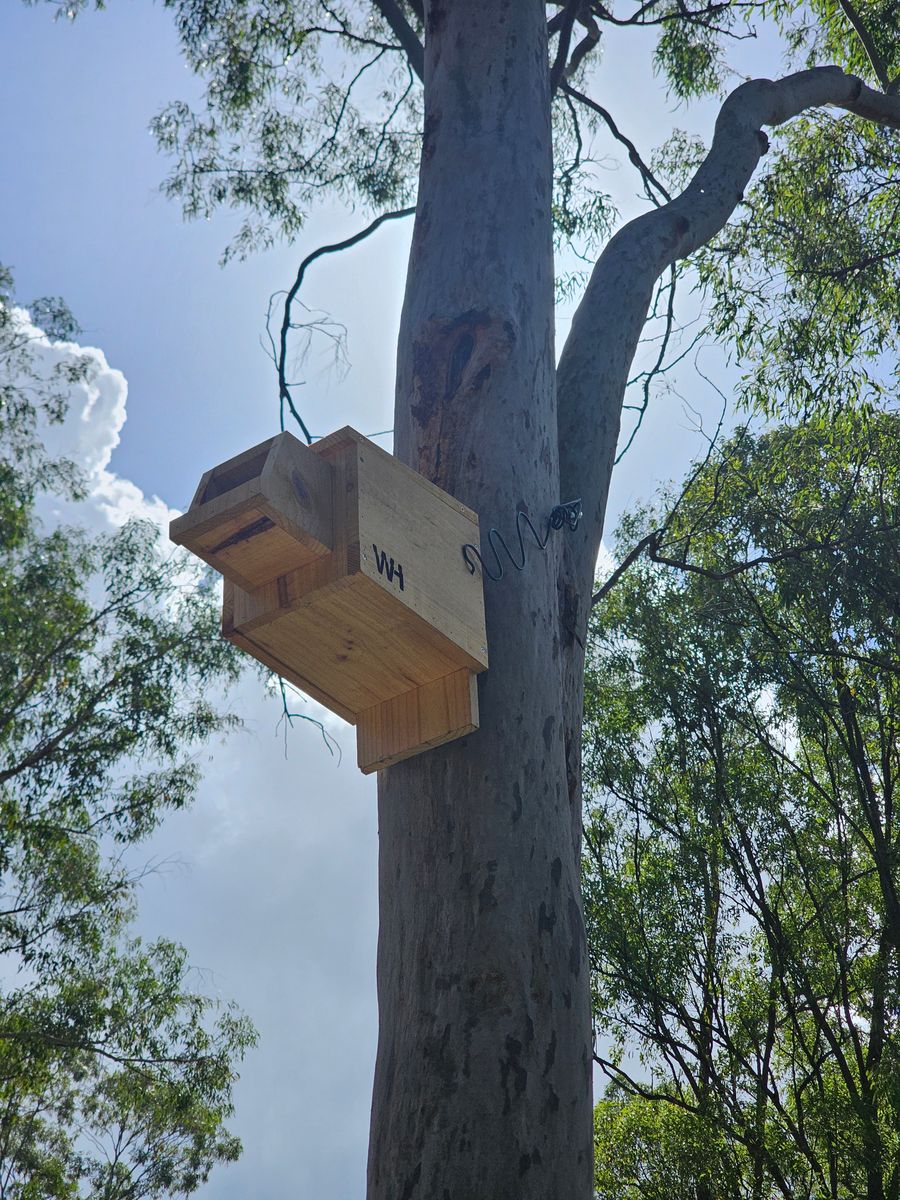 Wing Haven box on a tall gum at a flagged revegetation site
